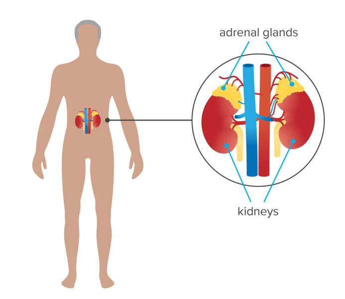 What is the importance of ADRENAL GLANDS in our body?